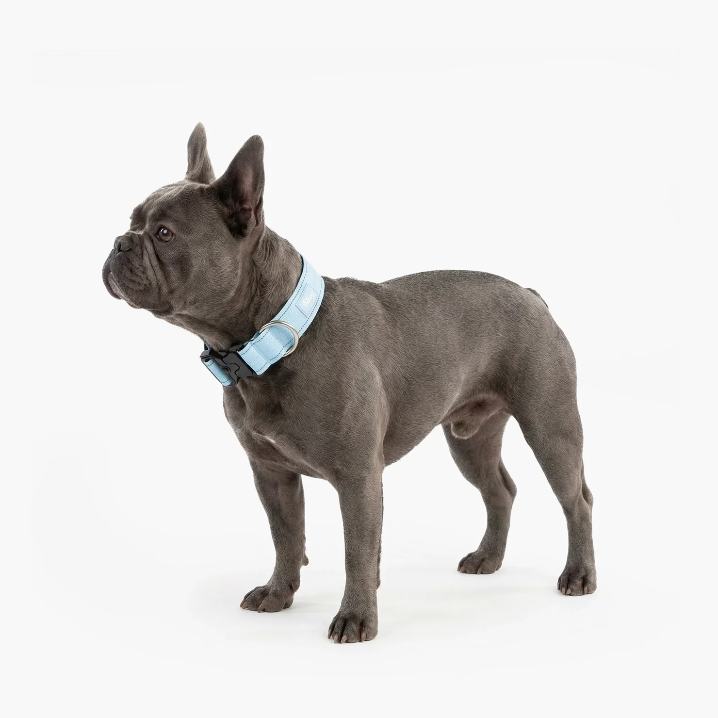 Tactical Dog Collar - Sky Blue - Image 4