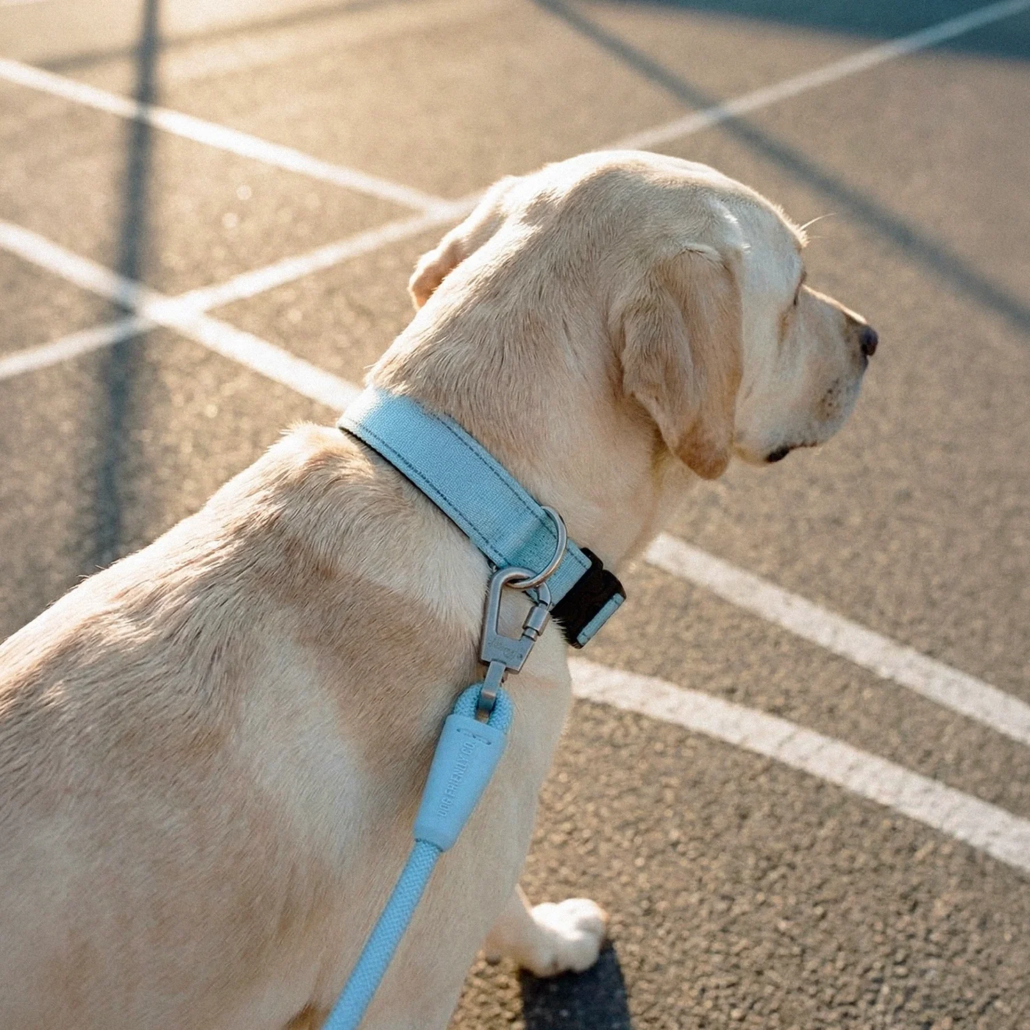Tactical Dog Collar - Sky Blue - Image 6