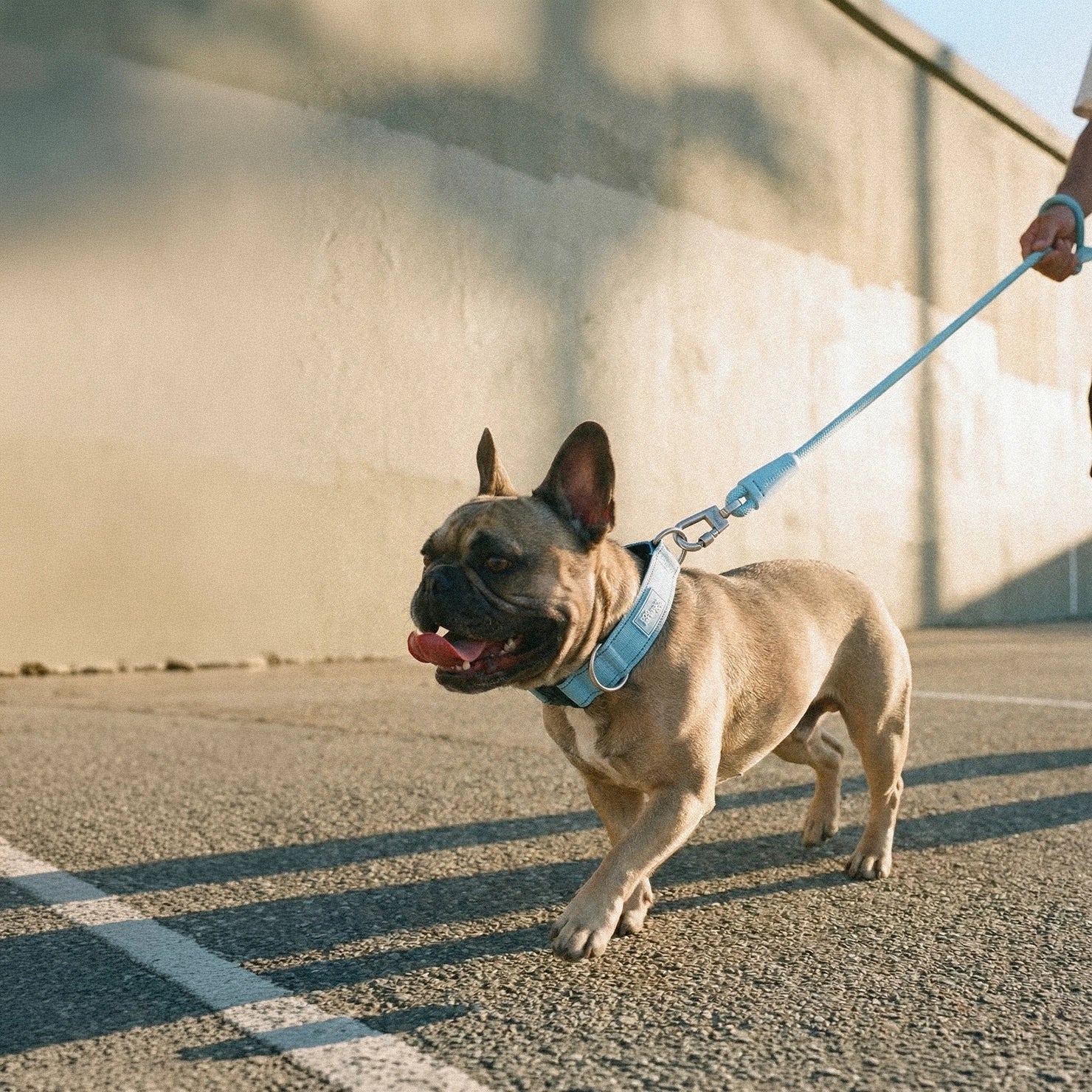 Tactical Dog Collar - Sky Blue - Image 7