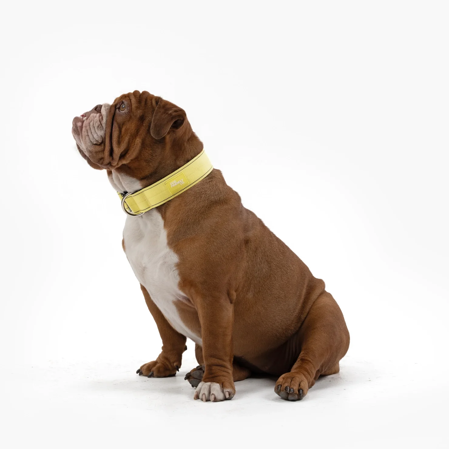 Tactical Dog Collar - Yellow - Image 3