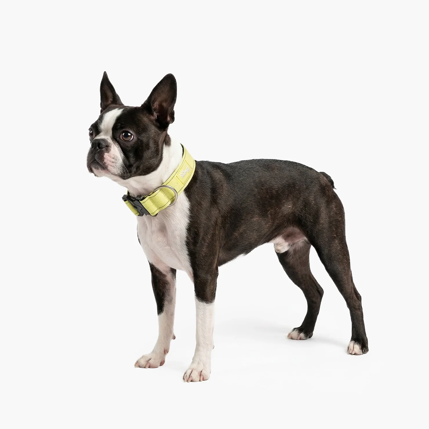 Tactical Dog Collar - Yellow - Image 4