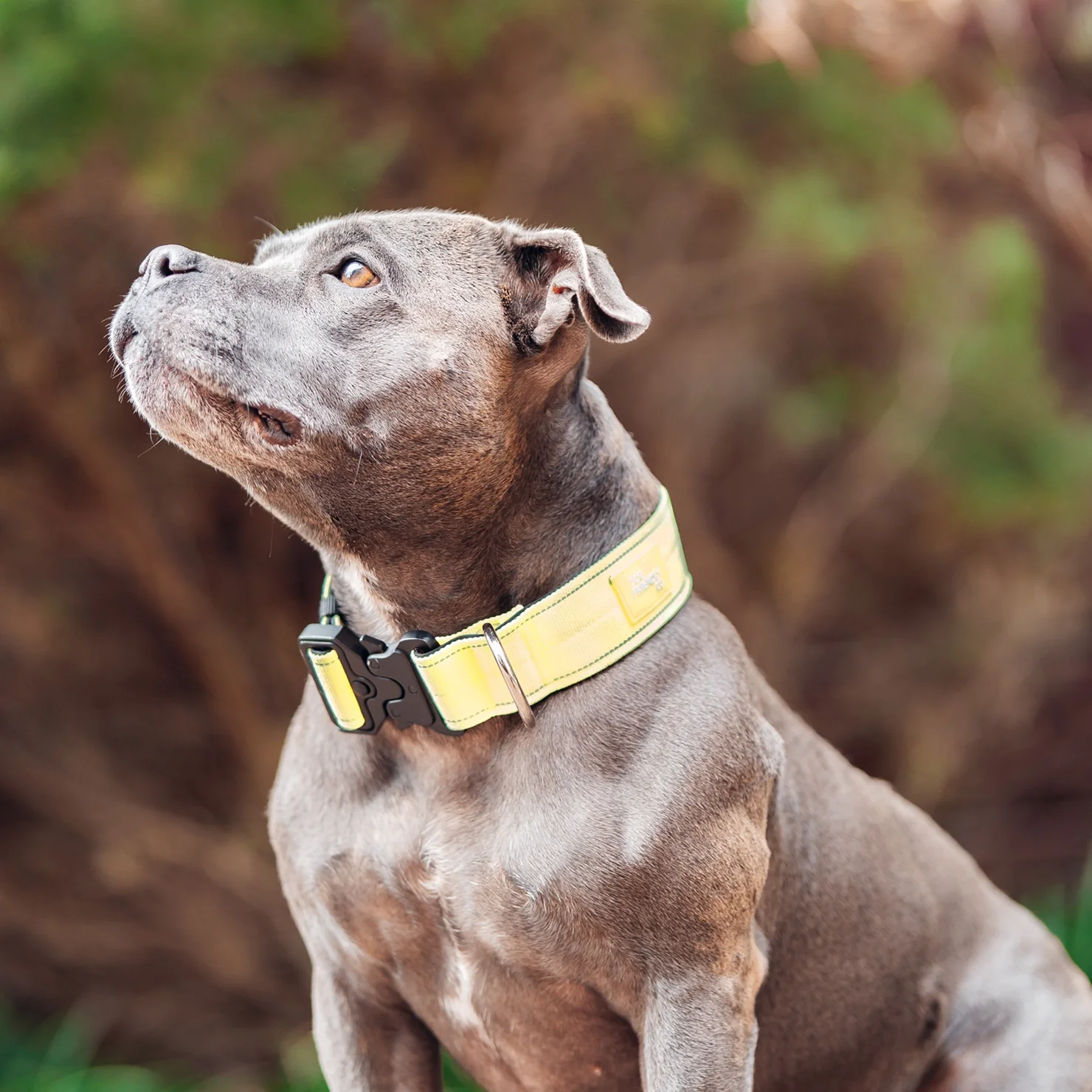 Tactical Dog Collar - Yellow - Image 6