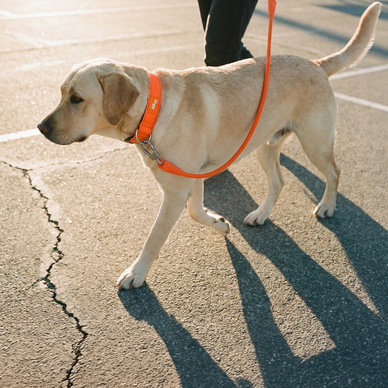 Ultimate No-Pull Bundle - Hi-Vis Orange - Image 30