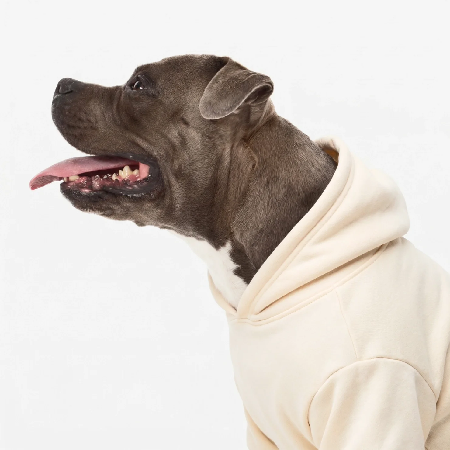 Winter Dog Hoodies - Beige - Image 5