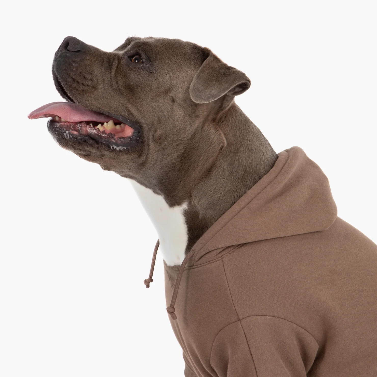 Signature Dog Hoodie - Brown - Image 5