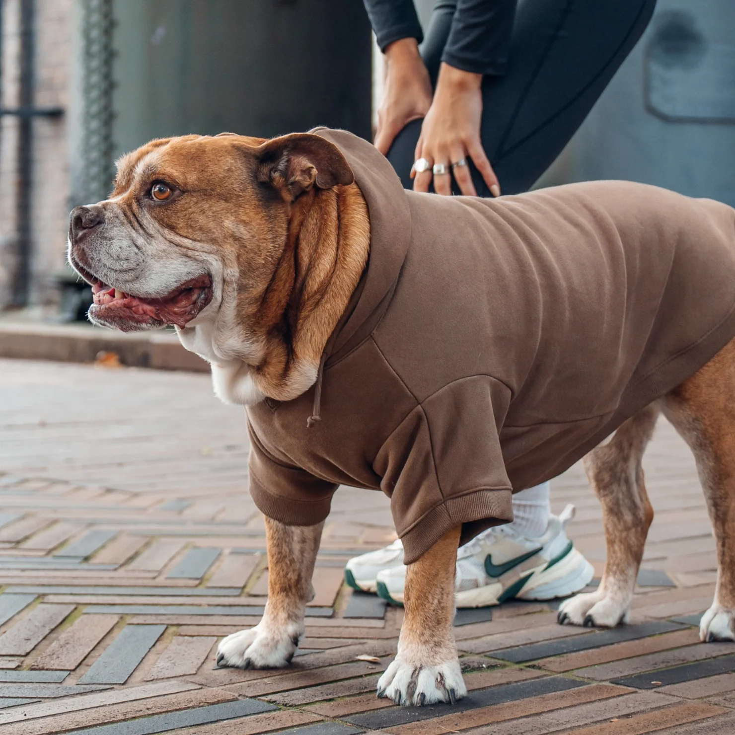 Signature Dog Hoodie - Brown - Image 7