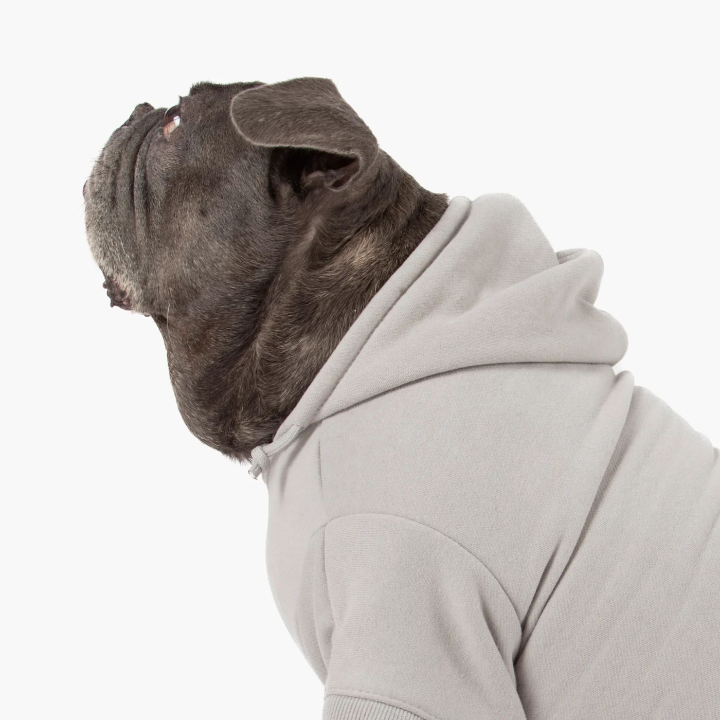 Signature Dog Hoodie - Grey - Image 5