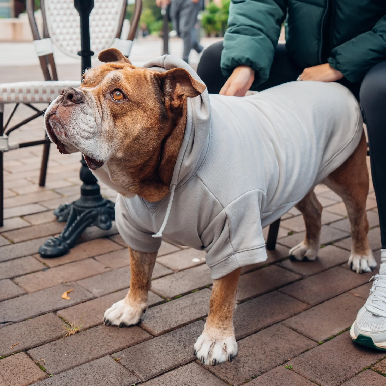 Signature Dog Hoodie - Grey - Image 7