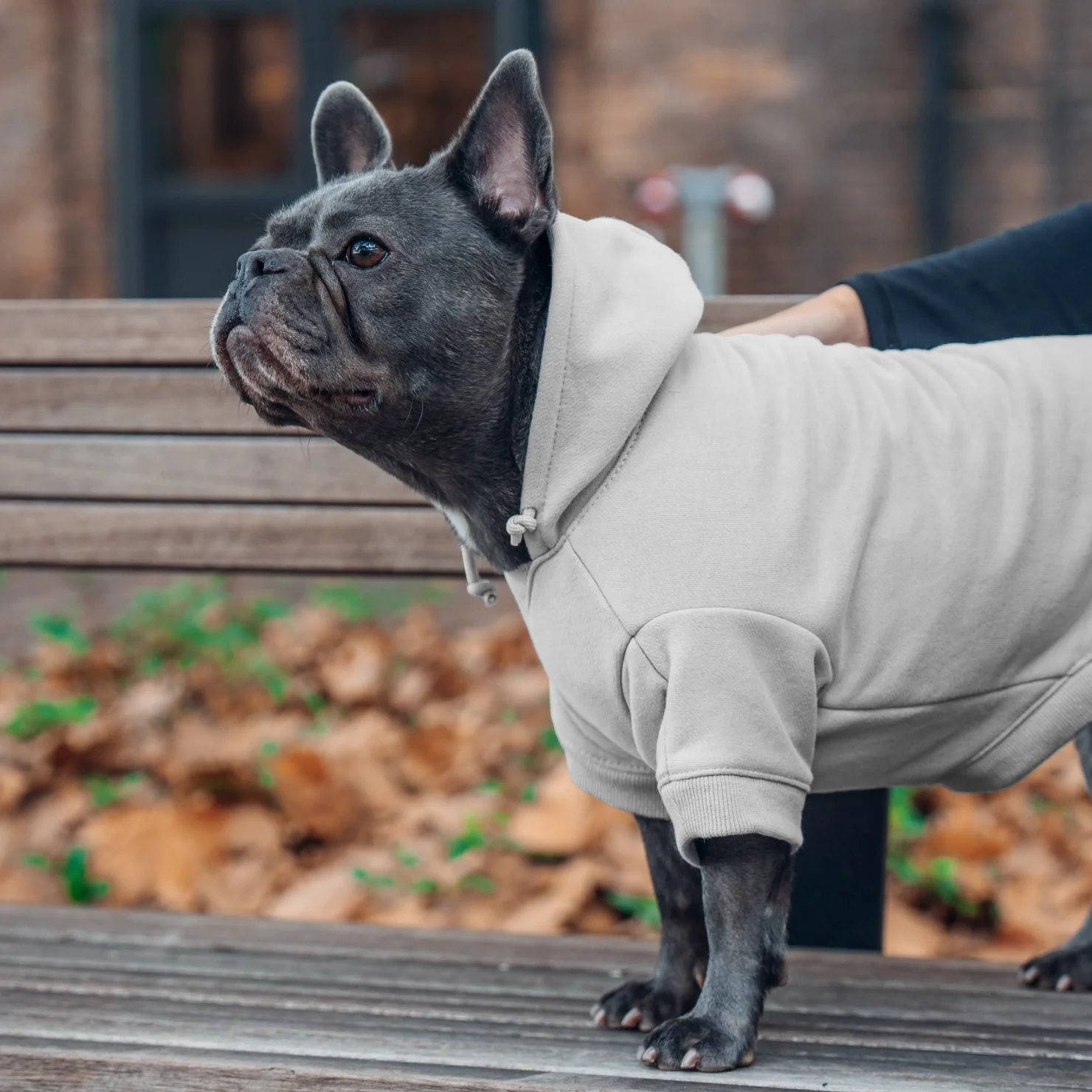 Signature Dog Hoodie - Grey - Image 8
