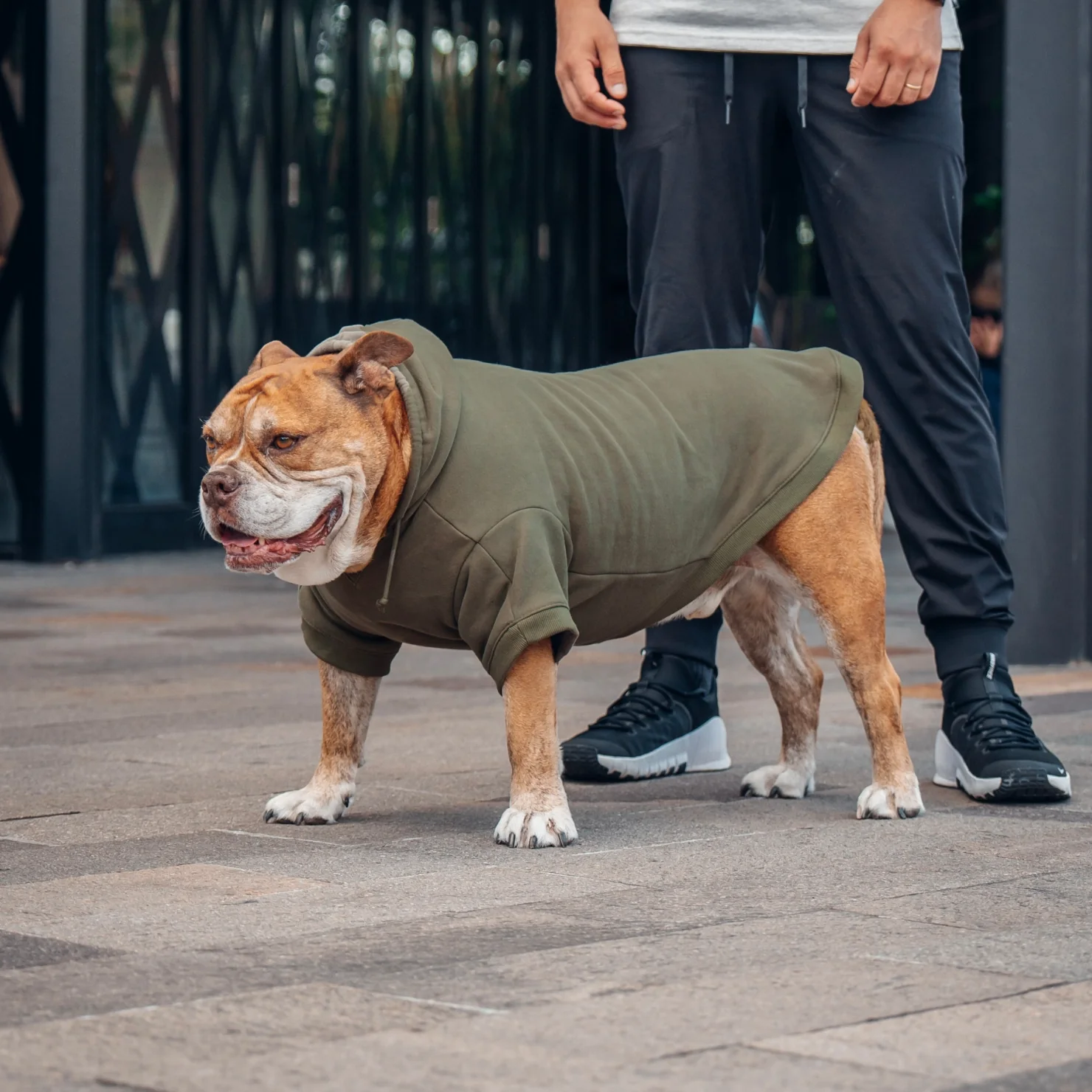 Signature Dog Hoodie - Khaki - Image 7