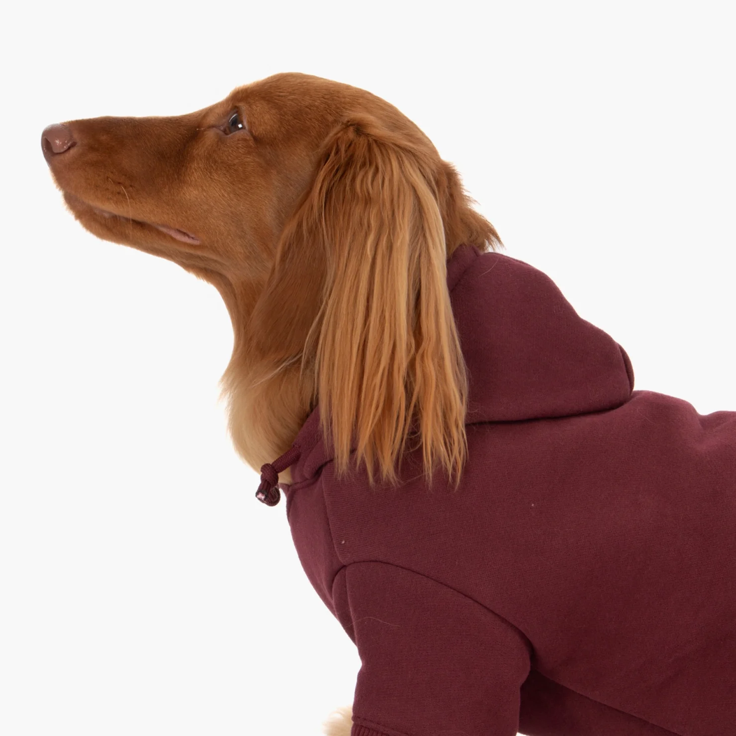 Signature Dog Hoodie - Maroon - Image 5