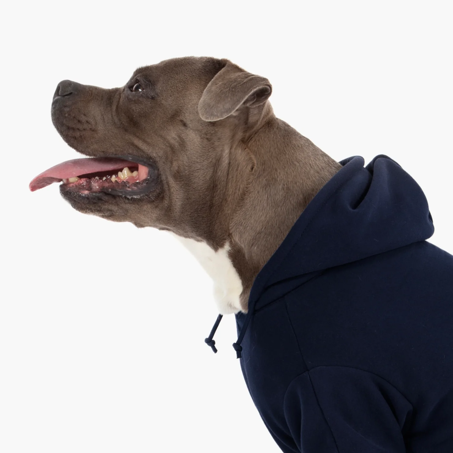 Signature Dog Hoodie - Navy Blue - Image 5