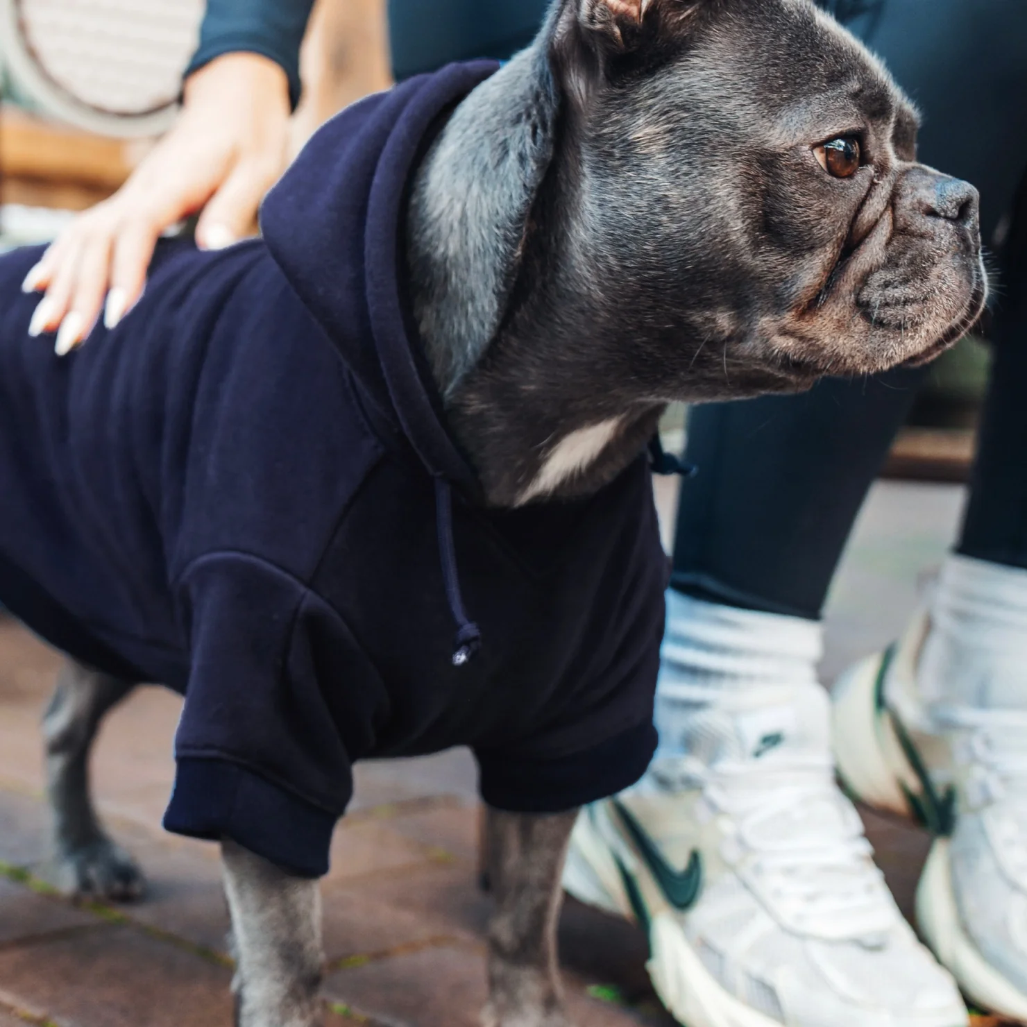 Signature Dog Hoodie - Navy Blue - Image 8